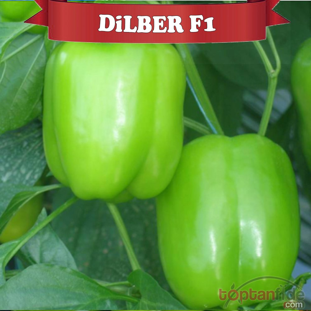 Dilber F1 Dolma Biber Fidesi