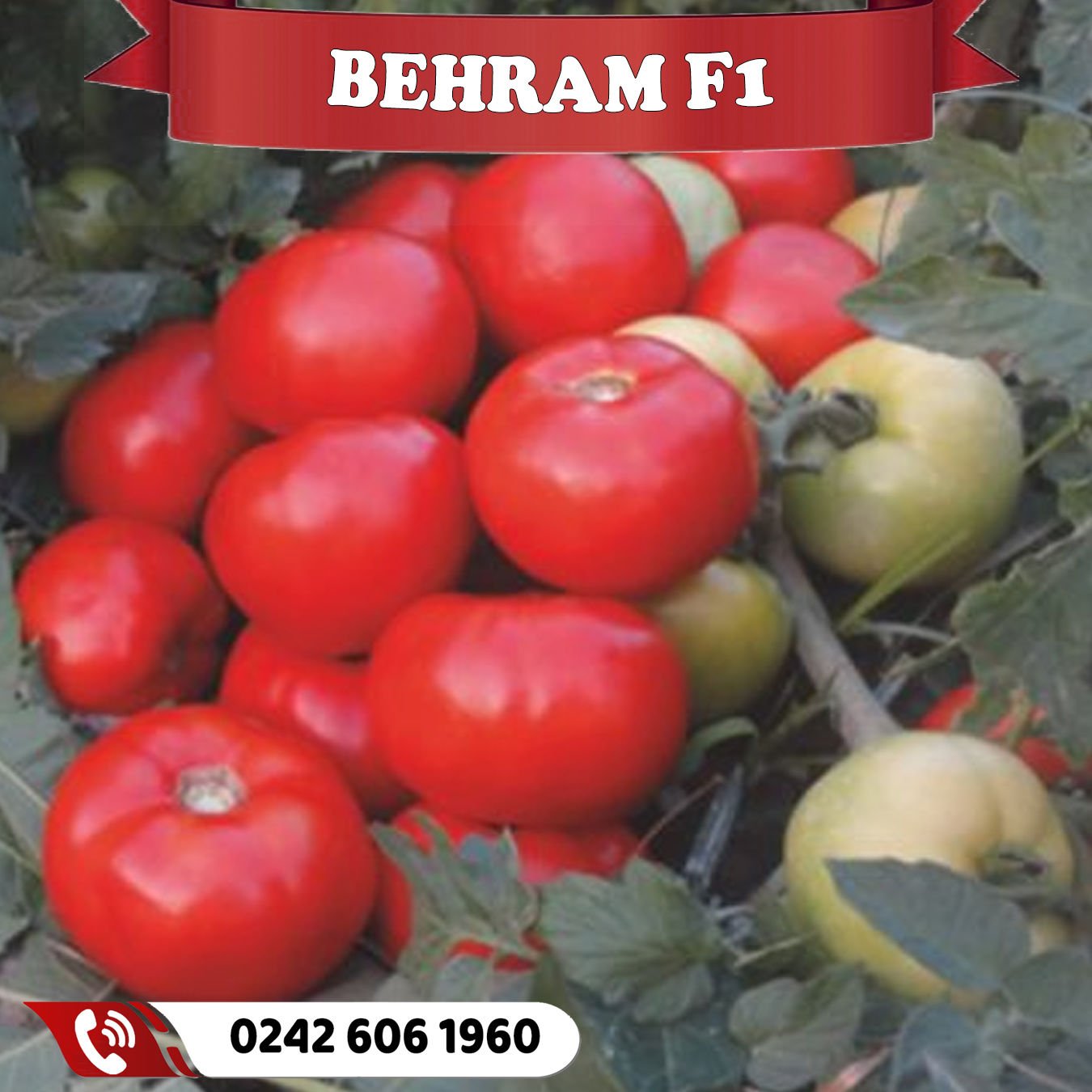 Behram F1 Oturak Domates Fidesi