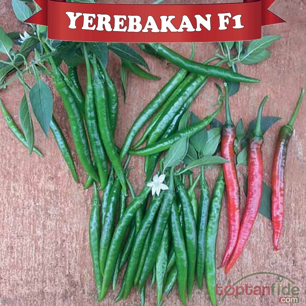 Yerebakan F1 Şili Biberi Fidesi