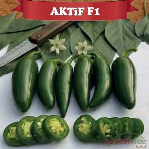 Aktif F1 Jalepone Biber Fidesi