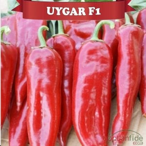 Uygar F1 Kapya Biber Fidesi