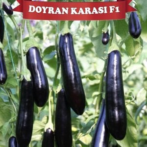 Doyran Karası F1 Patlıcan Fidesi