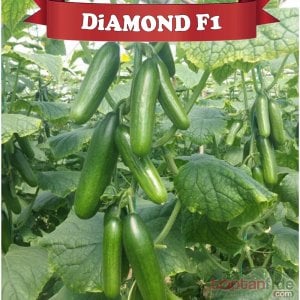 Diamond F1 Yarı Multi Silor Hıyar Fidesi