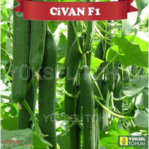 Civan F1 Sırık Uzun Hıyar Fidesi