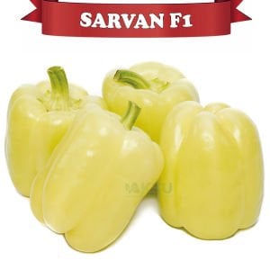 Sarvan F1  Elazığ Dolma Biber Fidesi