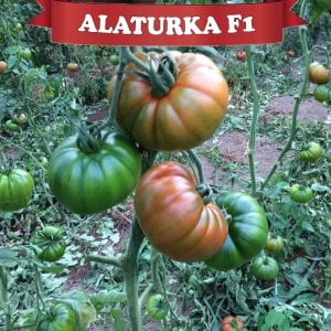 Alaturka F1 - Sırık Köy Domatesi Tohumu