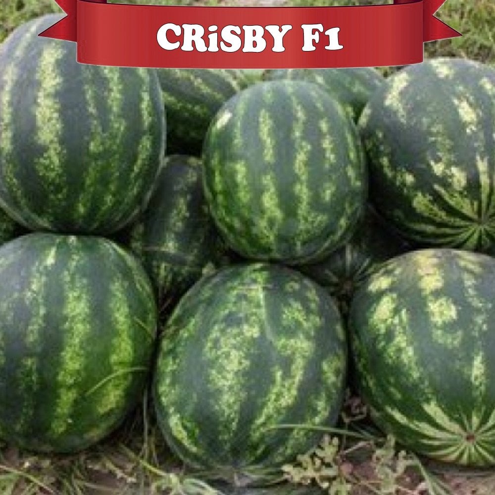 Crisby F1 Karpuz Fidesi