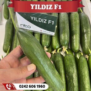 Yıldız F1 Sırık Hıyar Fidesi