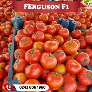Ferguson F1 Tarlalık Tane Domates Fidesi