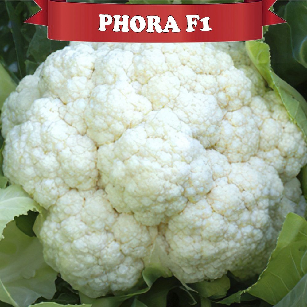 Phora F1 Karnabahar Fidesi