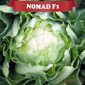 Nomad F1 Karnabahar Fidesi