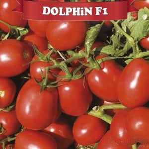 Dolphin F1 Salçalık Domates Fidesi