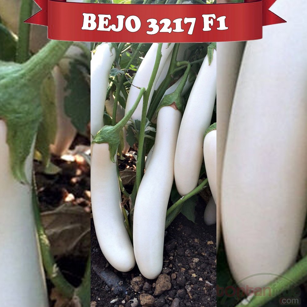 Bejo 3217 F1 Beyaz Patlıcan Fidesi
