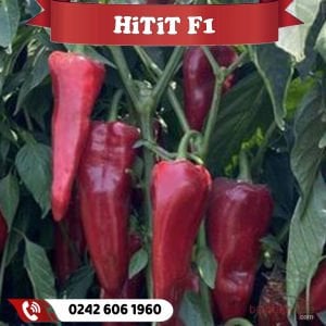 Hitit F1 Kapya Biber Fidesi