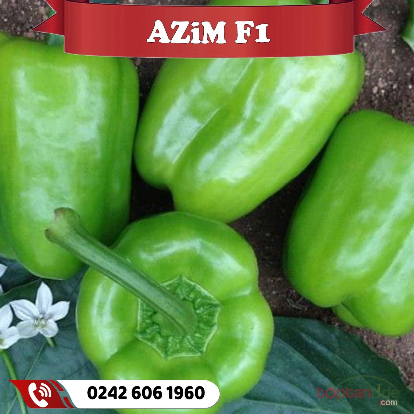 Azim F1 Dolma Biber Fidesi