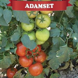 Adamset Sırık Domates Fidesi