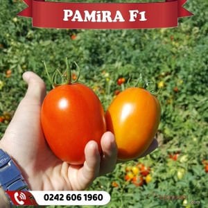 Pamira F1 Salçalık Domates Fidesi