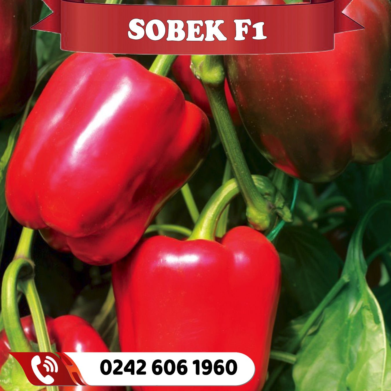 Sobek F1 Kırmızı Dolma Biber Fidesi