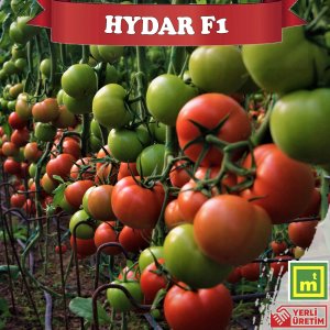 Hydar F1 Sırık Tane Domates Fidesi