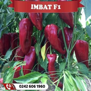 Imbat F1 Kapya Biber Fidesi