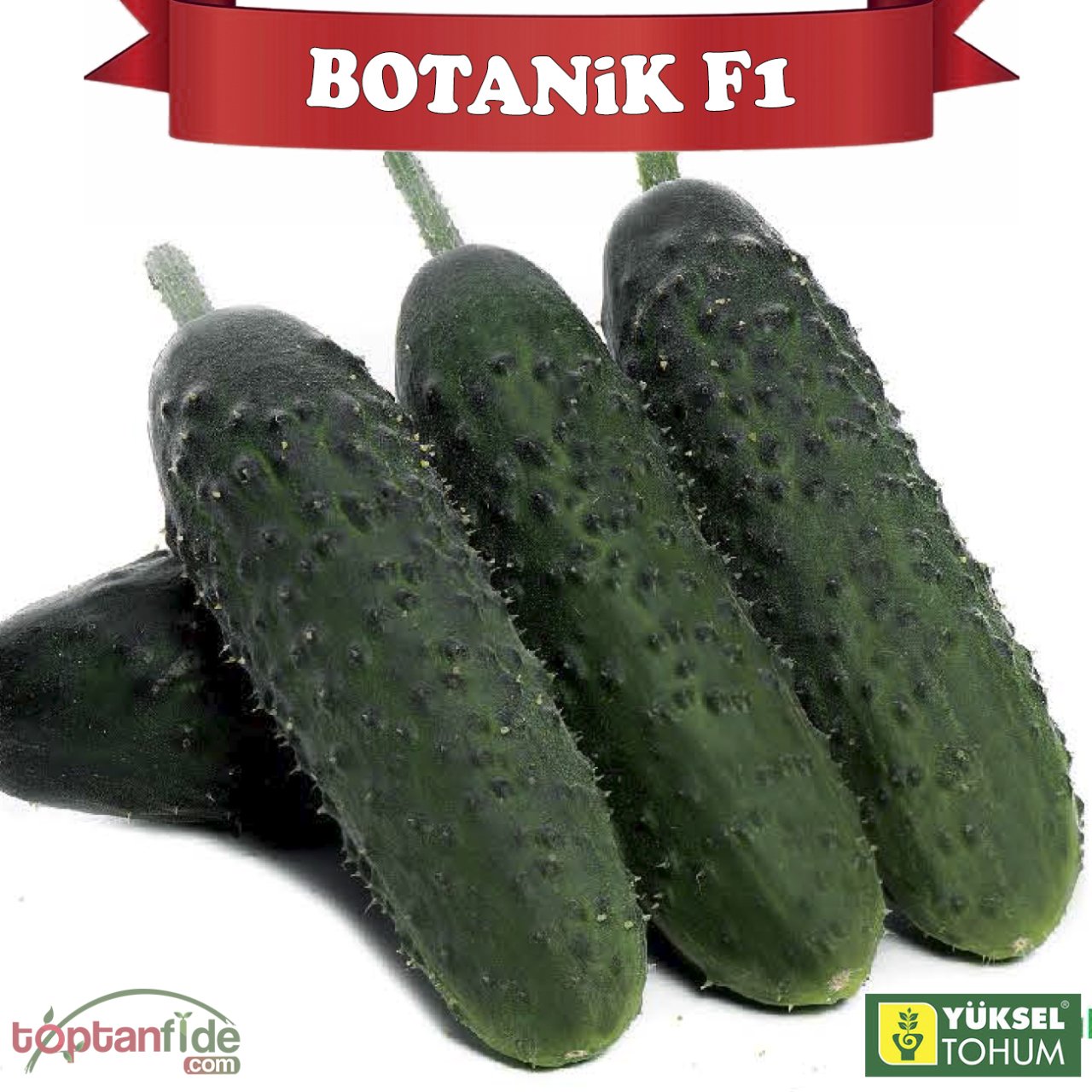 Botanik 07 F1 Dikenli Hıyar Fidesi