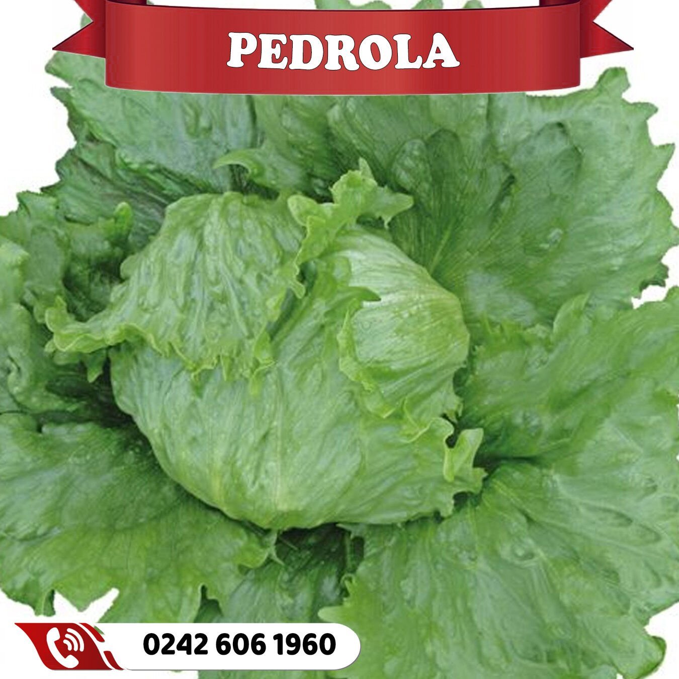 Pedrola İceberg Marul Fidesi