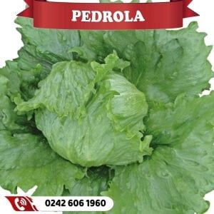 Pedrola İceberg Marul Fidesi