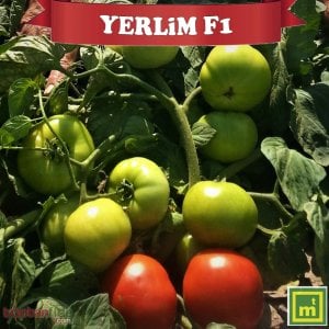 Yerlim F1 Oturak Domates Fidesi