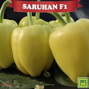 Saruhan F1 Dolma Biber Fidesi