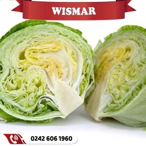 Wismar İri İceberg Marul Fidesi