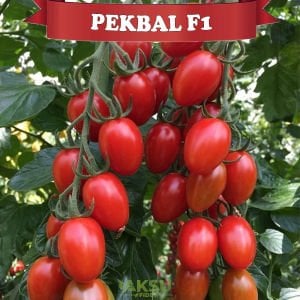 Pekbal F1 - Kırmızı Oval Kiraz Domates Fidesi