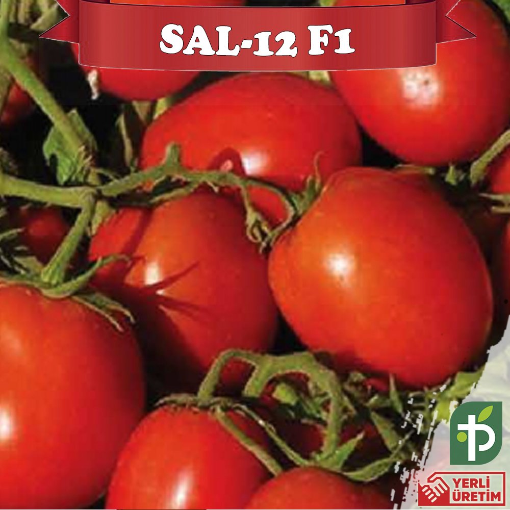 Sal-12 F1 - Sanayilik Domates Fidesi