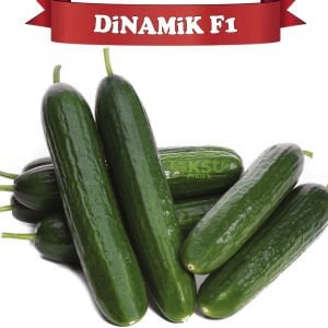 Dinamik F1 Sırık Multi Hıyar Fidesi