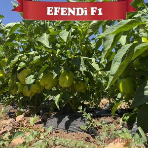 Efendi F1 Dolma Biber Tohumu 1000 Adet