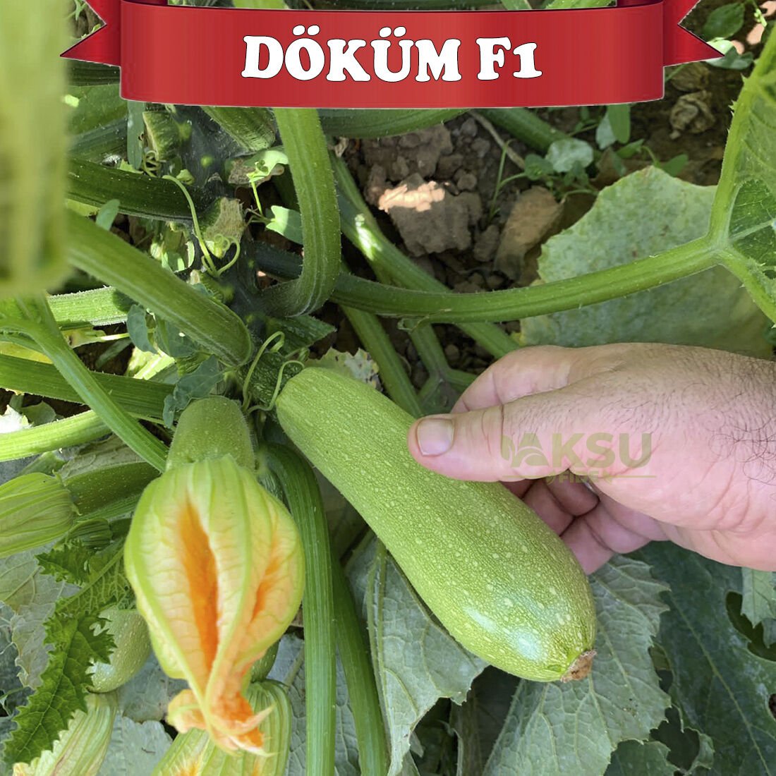 Döküm F1 Kabak Fidesi