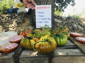 Güneyköy F1 - Oturak Köy Domatesi Tohumu