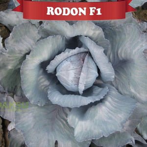 Rodon F1 Kırmızı Lahana Fidesi