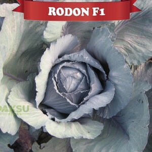 Rodon F1 Kırmızı Lahana Fidesi