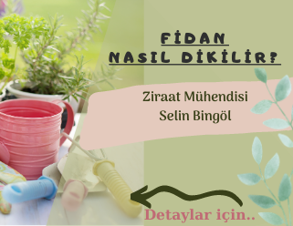 FİDAN NASIL DİKİLİR?