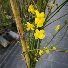 Sarı Çiçekli  Yasemin Fidanı 100-150 cm,Tüplü/Saksılı