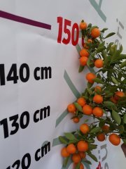 Calamondin Orange Süs Mandalinası,Üzeri meyveli, Saksılı