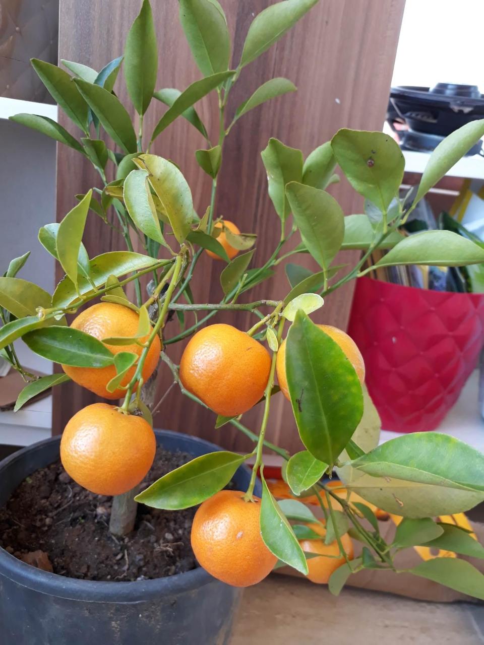 Calamondin Orange Süs Mandalinası,Üzeri meyveli, Saksılı