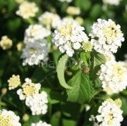 Ağaç Minesi Çiçeği Beyaz Çicekli, Tüplü/Saksılı