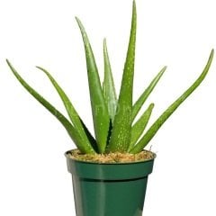 Aloe Vera Fidesi, Saksılı