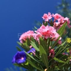 Zakkum Çiçeği Fidanı (Pembe) Tüplü/Saksılı