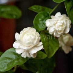 Jasminum Katmerli Full Yasemin Çiçeği Fidanı, Beyaz, 30 cm Saksılı