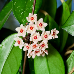 Hoya Carnosa, Mum Çiçeği Fidanı, 30-40 cm Saksılı