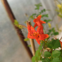 Turuncu Tekomarya Çiçeği, Saksılı