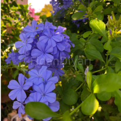 Mavi Yasemin Çiçeği(Plumbago capensis),Saksılı