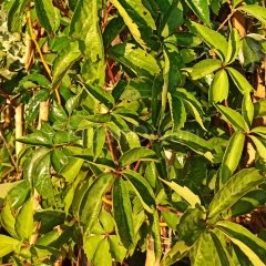 5 Adet Parthenocissus Quinquefolia Amerikan sarmaşığı fidanı Tüplü/Saksılı